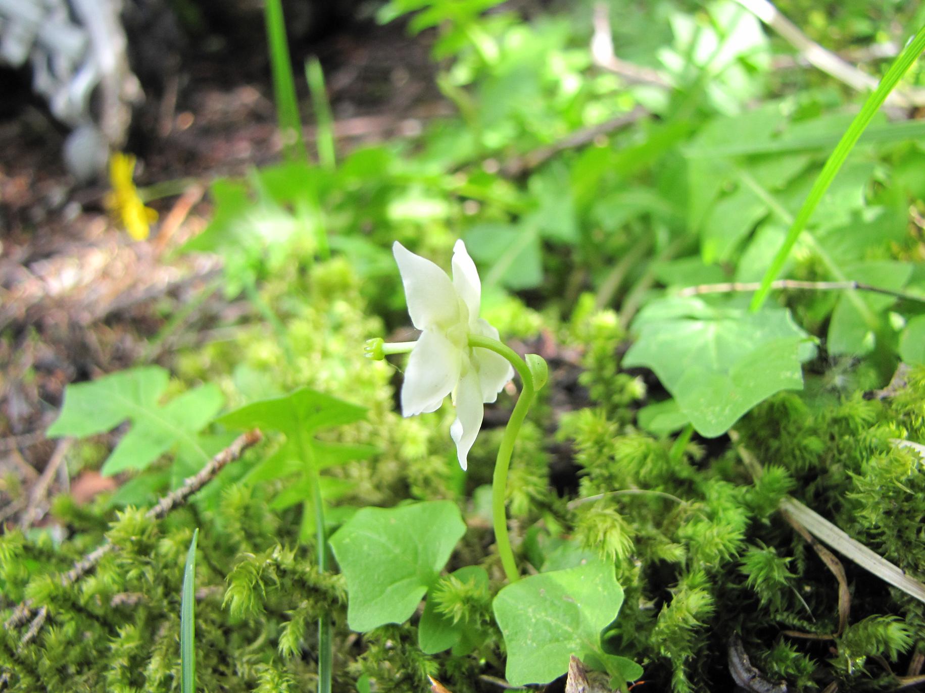 Moneses uniflora o Pirola uniflora